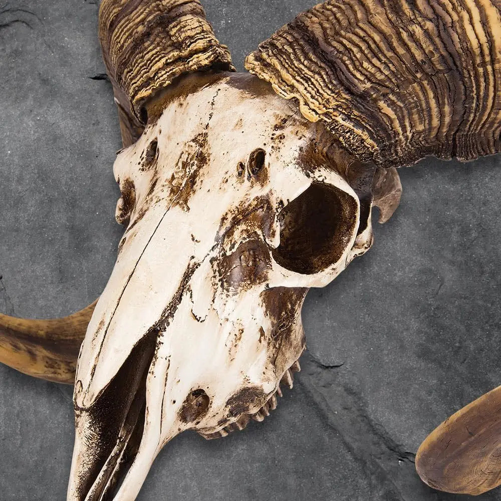 Bighorn Sheep Ram Skull Replica — Realistic Animal Decor, Weathered Finish