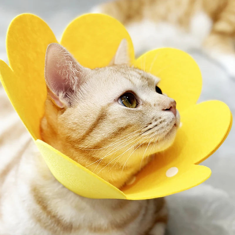 Pet Protective Recovery Cone — Anti-Bite Collar for Wound Healing