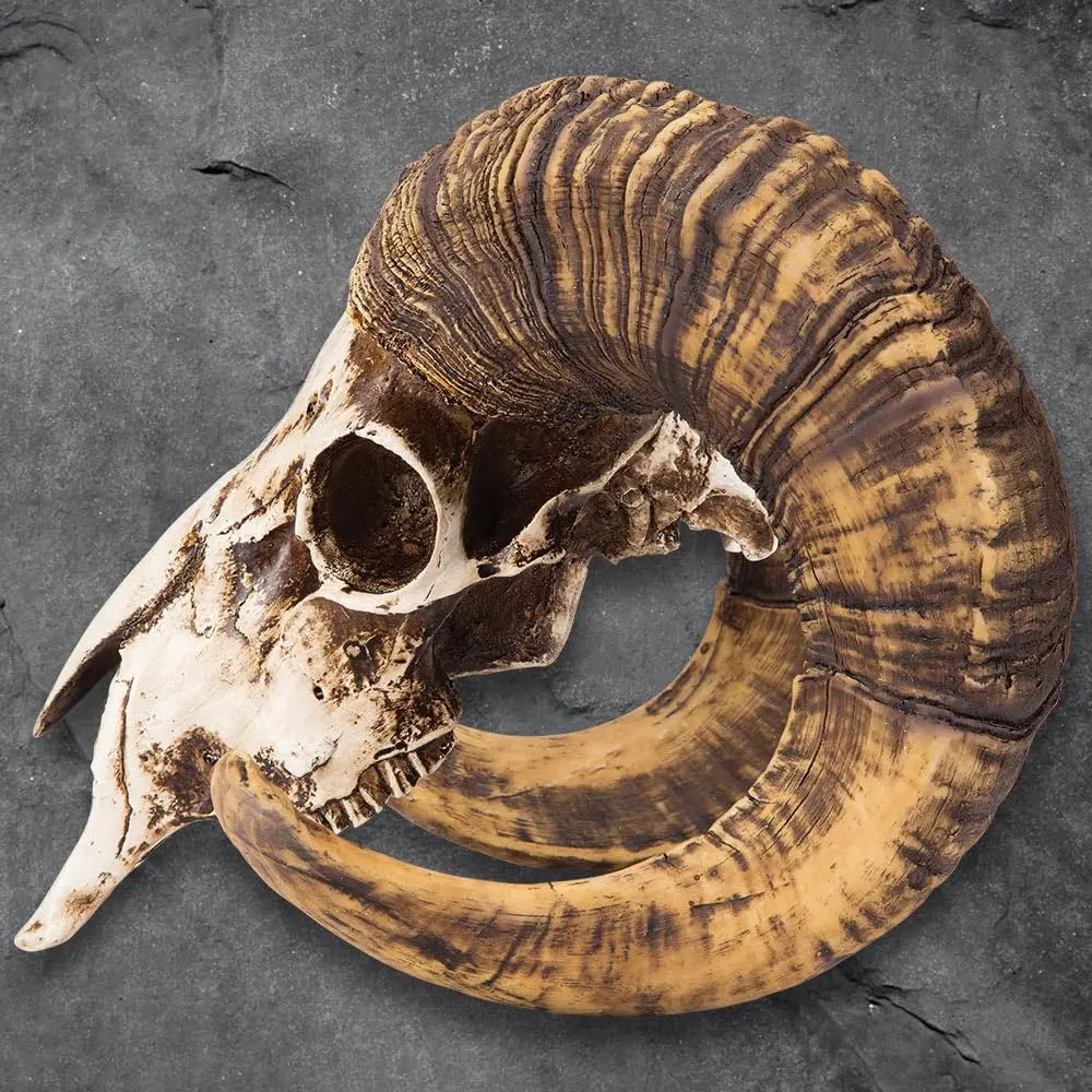 Bighorn Sheep Ram Skull Replica — Realistic Animal Decor, Weathered Finish