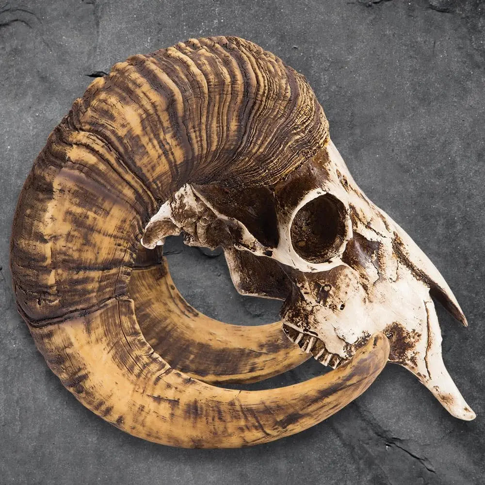 Bighorn Sheep Ram Skull Replica — Realistic Animal Decor, Weathered Finish
