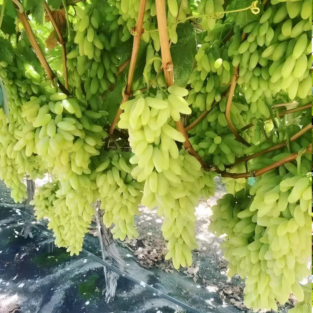 Bacillus Licheniformis Microbial Fertilizer — Organic Soil & Plant Vitality Booster