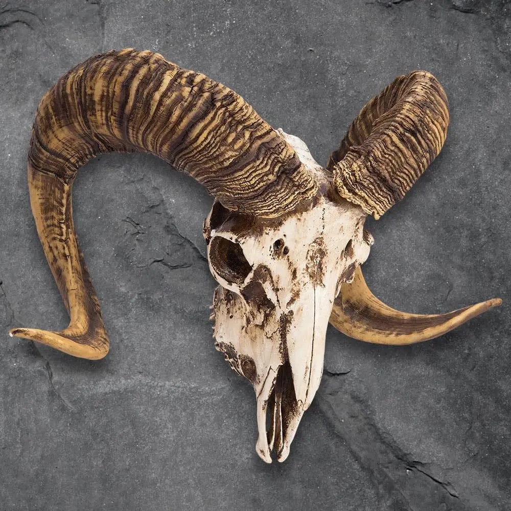 Bighorn Sheep Ram Skull Replica — Realistic Animal Decor, Weathered Finish