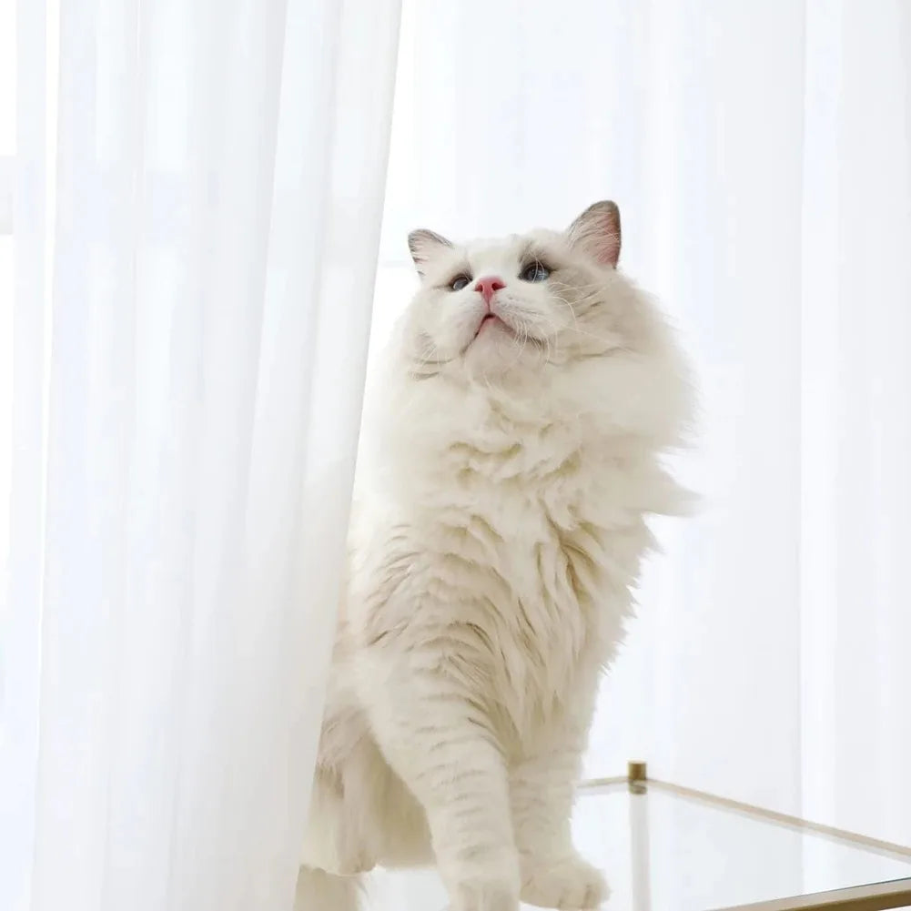 JESSANS White Tulle Sheer Curtains — Luxury Floral Voile Window Drape