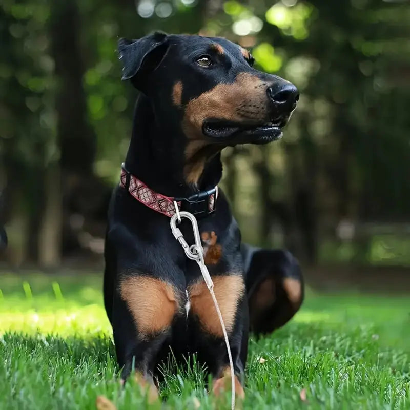 Heavy-Duty Stainless Steel Dog Tie-Out Cable — Reflective Outdoor Leash