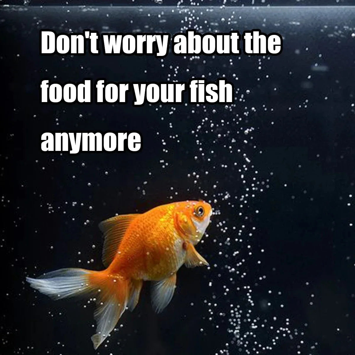Automatic Fish Feeder — Programmable Timer for Aquarium Care