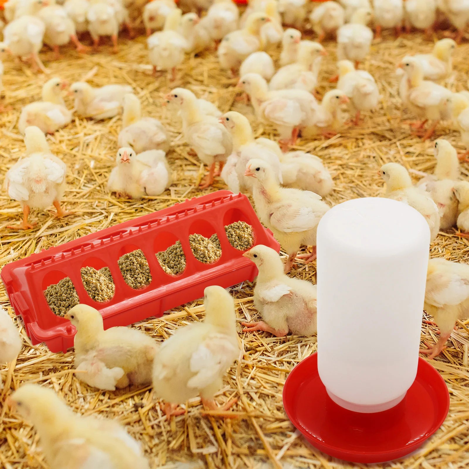 Automatic Poultry Feeder and Waterer Set — Efficient Hydration & Feeding System