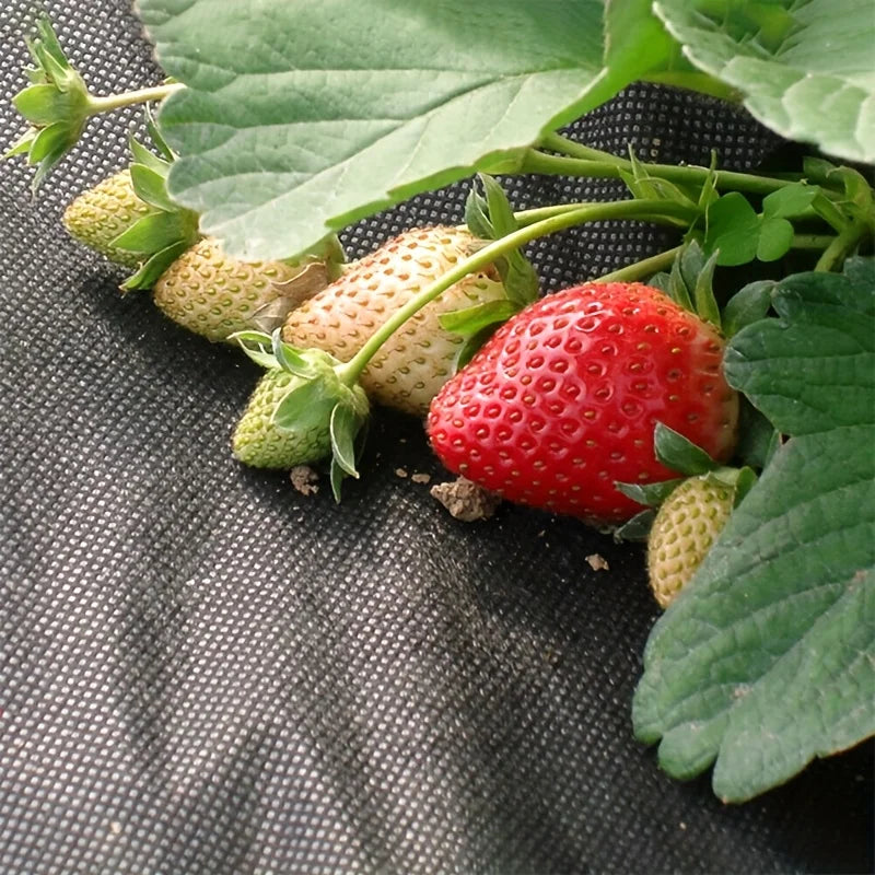 Perforated Weed Barrier Fabric — Breathable Non-Woven Garden Mat