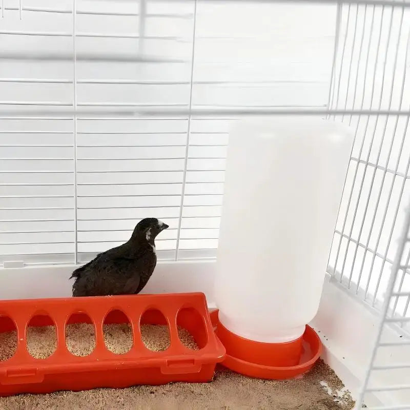 Automatic Poultry Feeder and Waterer — Large Capacity Feeding Trough